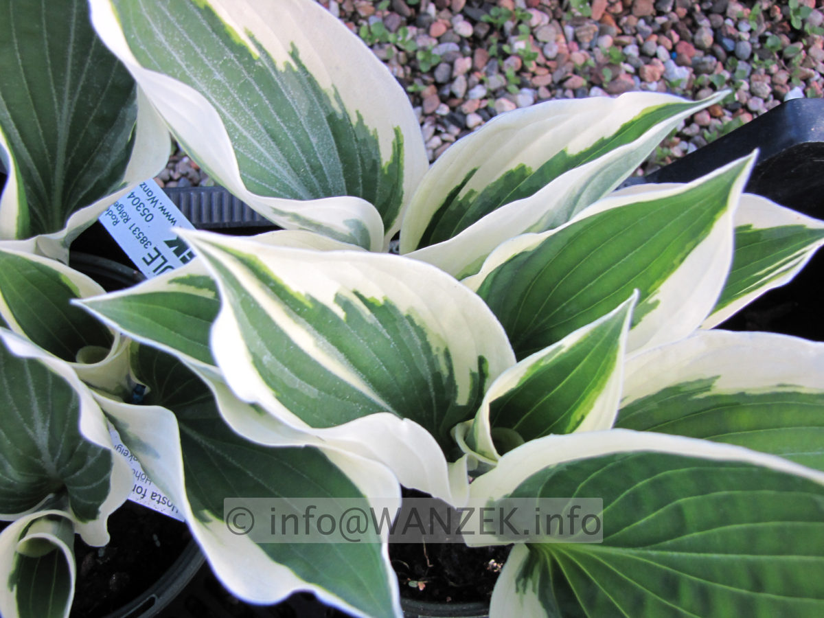 Hosta fortunei Patriot 04.JPG